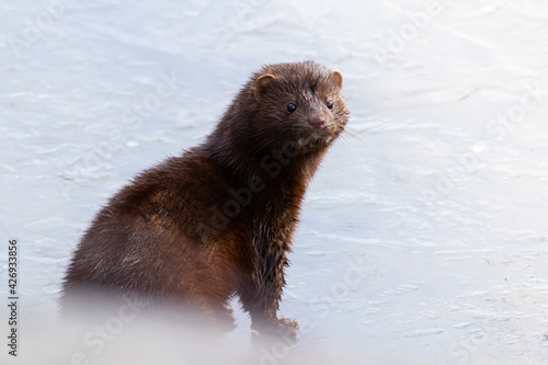 american mink posing on the ice of the boise river