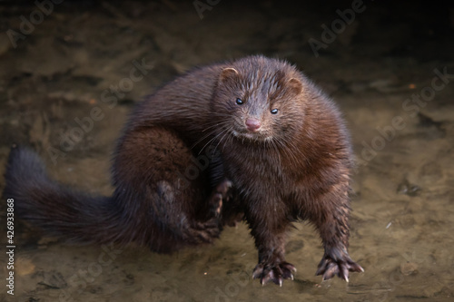 american mink on the ice stratching his leg