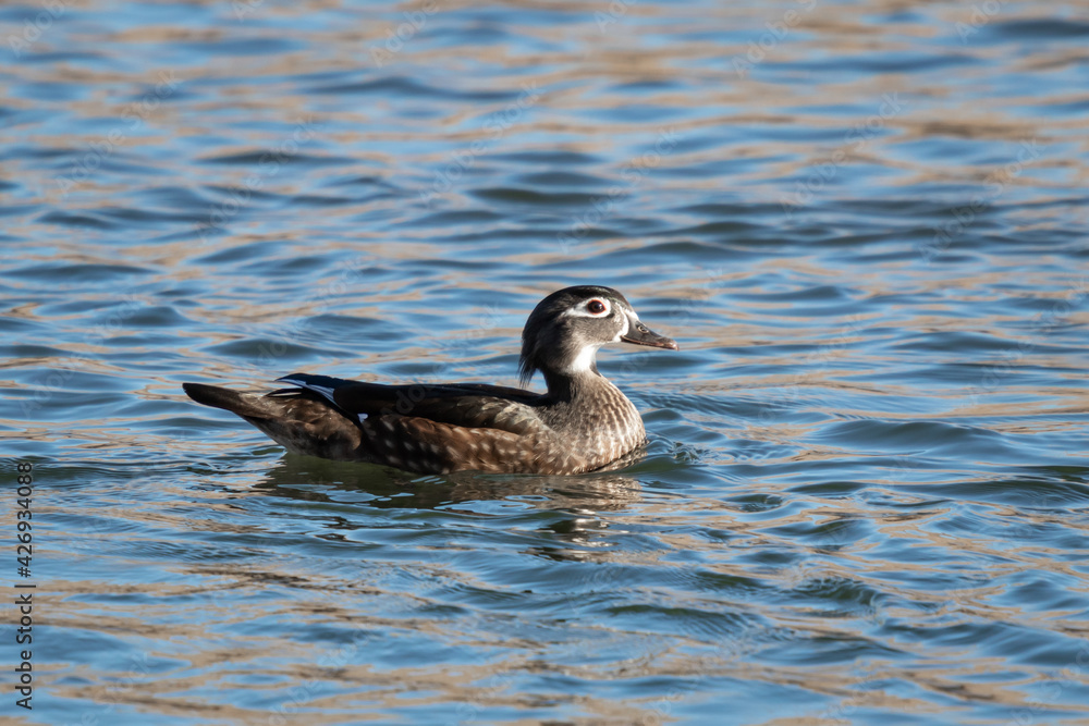 female woodduck swimming in the boise river female woodduck swimming in the boise river