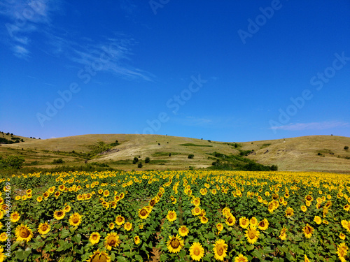 Tableau sur toile The Common Sunflower Plant - Helianthus annuus