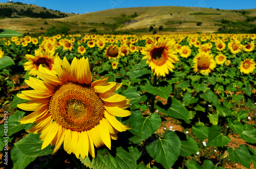 Photos The Common Sunflower Plant - Helianthus annuus