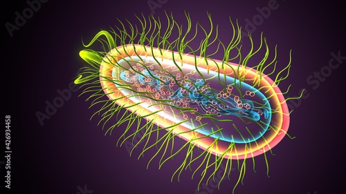 Vászonkép 3d illustration of e coli bacteria shapes anatomy.