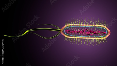 3d illustration of e coli bacteria shapes anatomy. photo