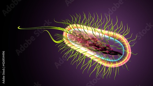 Tableau sur toile 3d illustration of e coli bacteria shapes anatomy.