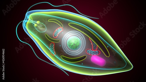 euglena - the structure of the microorganism. 3d illustration