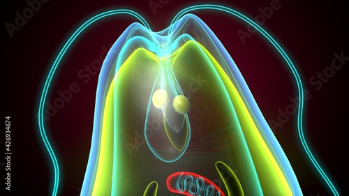 Photos euglena - the structure of the microorganism. 3d illustration