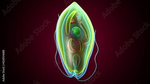 Vászonkép euglena - the structure of the microorganism. 3d illustration