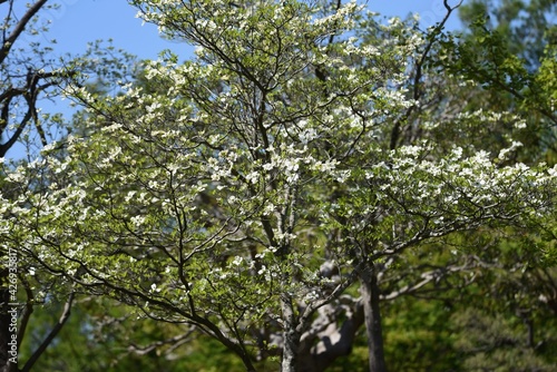 Dogwood blossoms. Dogwood is a Cornaceae deciduous tree that blooms white and pink flowers from April to May.