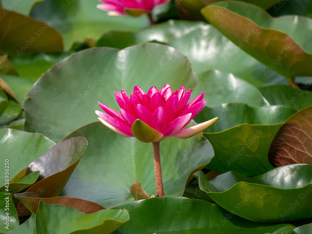 Φωτογραφία Water lily Nymphaea Escarboucle - aquatic plant in the family Nymphaeaceae