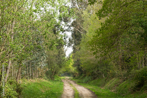 Forest trail in spring with trees and lush vegetation