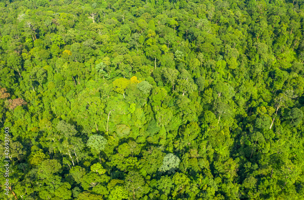 Aerial view of Sabah Borneo rainforest reserve