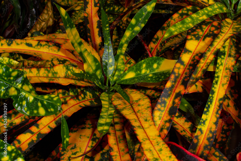 Obraz premium Green and orange-yellow unique tropical leaves plants