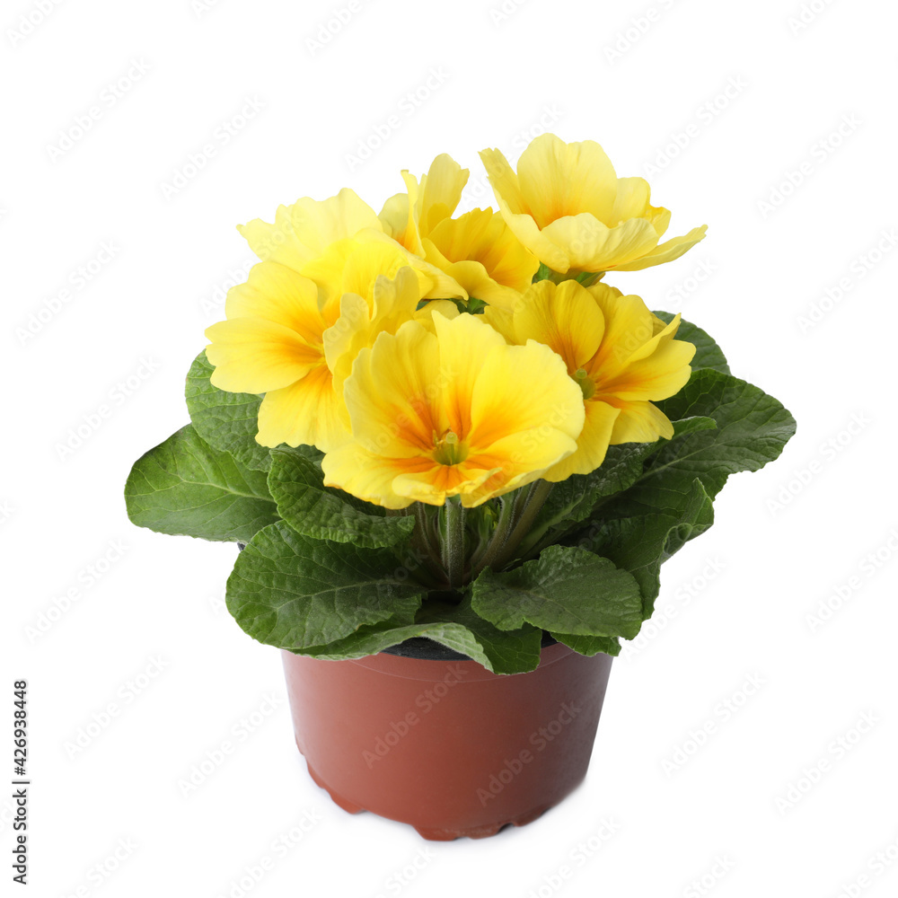Beautiful primula (primrose) plant with yellow flowers isolated on white. Spring blossom