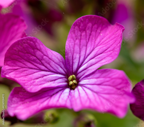 close up of pink flower