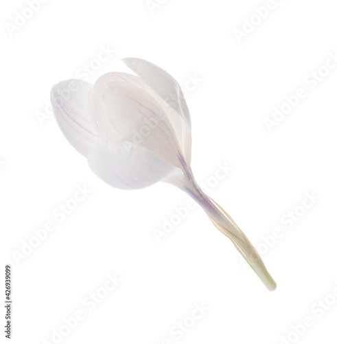 Beautiful fresh crocus flower isolated on white