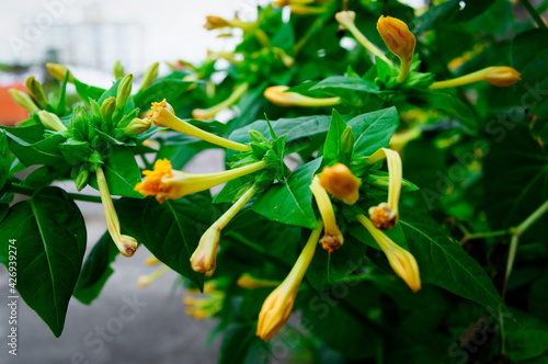 Wallpaper Mural plant flower Torontodigital.ca
