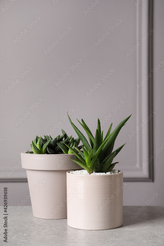 Beautiful Aloe and Haworthia in pots on light table. Different house plants Beautiful Aloe and Haworthia in pots on light table. Different house plants