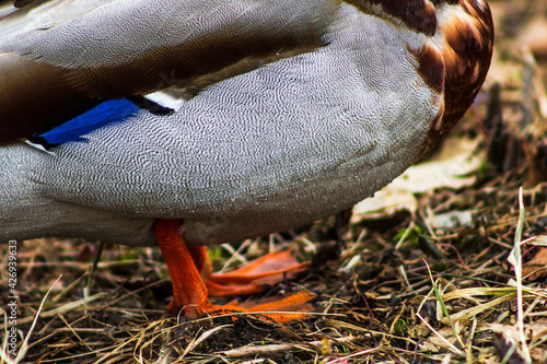 Duck's feet beautiful Coloring bird nature geese photo