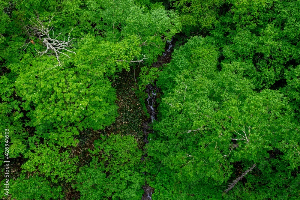 Obraz premium 新緑の森