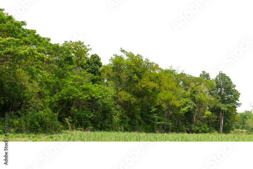 View of a High definition Treeline isolated on a white background, Green trees, Forest and foliage in summer.