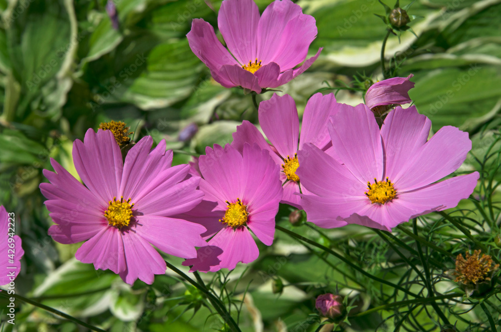 Two bright beautiful purple flowers of cosmos (Cósmos) close up on white isolated background Two bright beautiful purple flowers of cosmos (Cósmos) close up on white isolated background