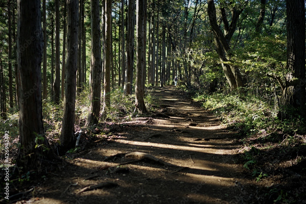 Obraz premium 高尾山から陣馬山、登山風景