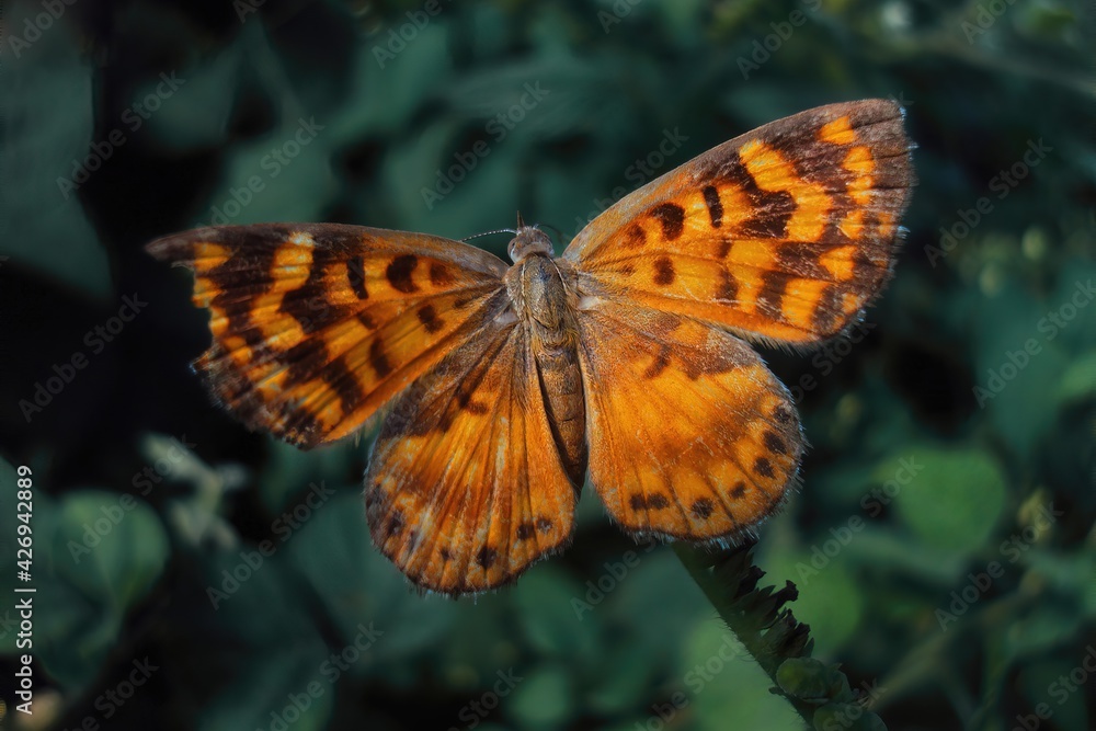 Obraz premium butterfly on a flower