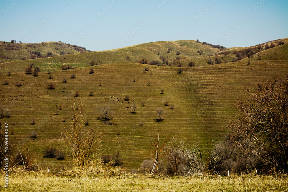 Fototapeta premium landscape with mountains and trees