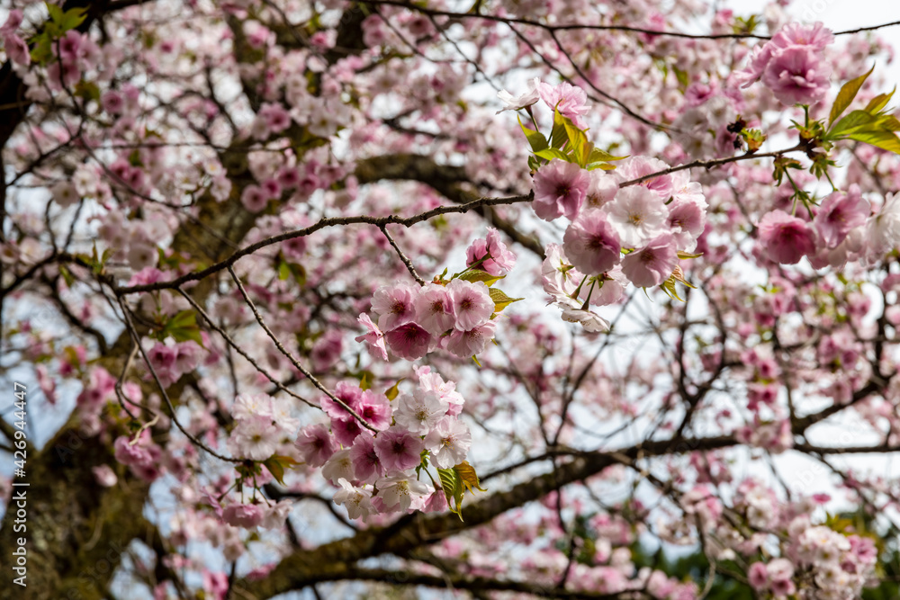 林業試験場樹木公園の松前早咲桜 林業試験場樹木公園の松前早咲桜
