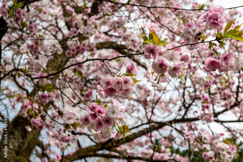 林業試験場樹木公園の松前早咲桜