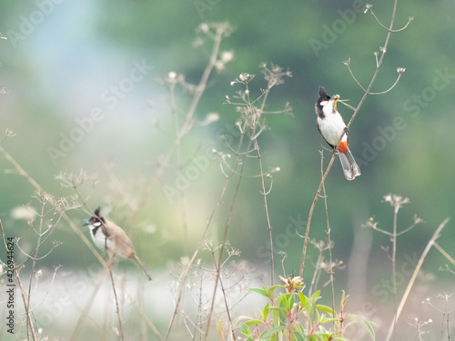 The red-whiskered bulbul (Pycnonotus jocosus), or crested bulbul, is a passerine bird found in Asia. It is a member of the bulbul family. it contain two to three eggs.it is only found in a small area. photo