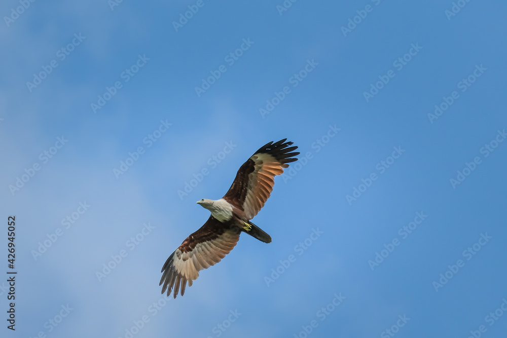 Fototapeta premium Brahminy Kite showing wing spread on sky background.