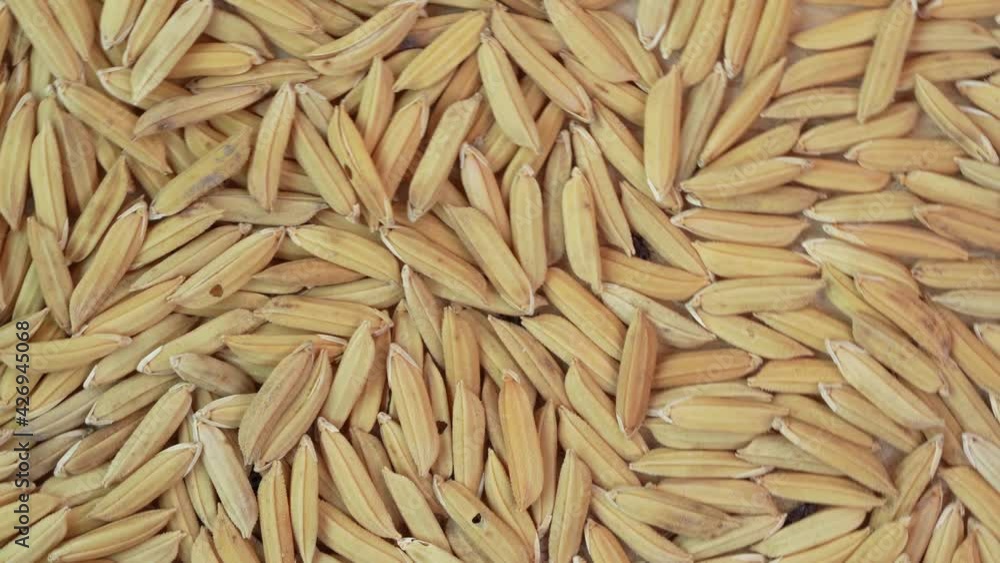 Top view Rotate jasmine rice seed texture closeup, Rice grain Paddy texture on wooden table in garden. Top view Rotate jasmine rice seed texture closeup, Rice grain Paddy texture on wooden table in garden.