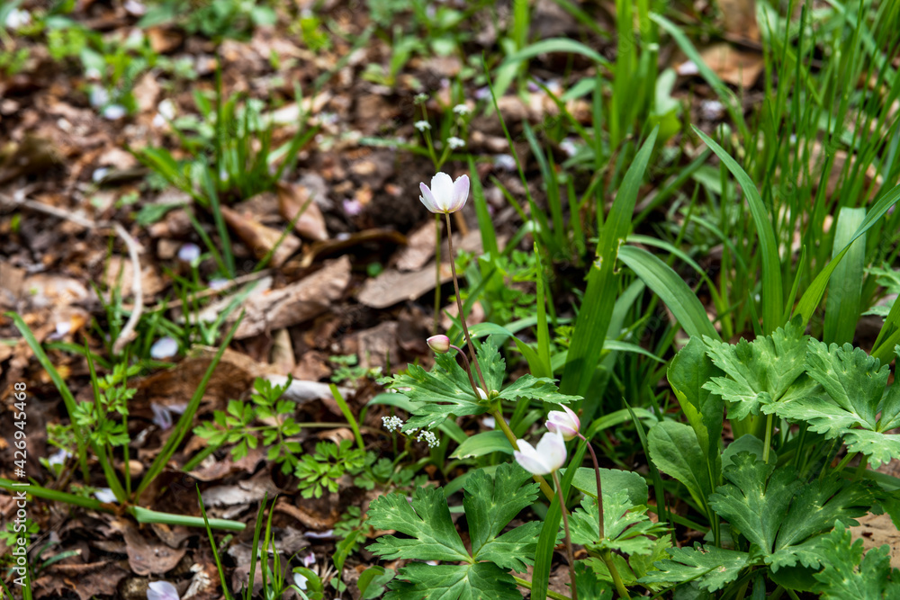 Obraz premium 林業試験場樹木公園に咲くニリンソウ