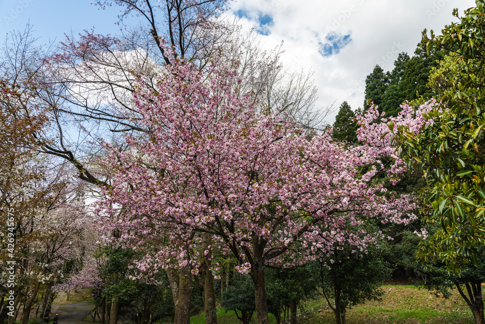林業試験場樹木公園の八重紫桜