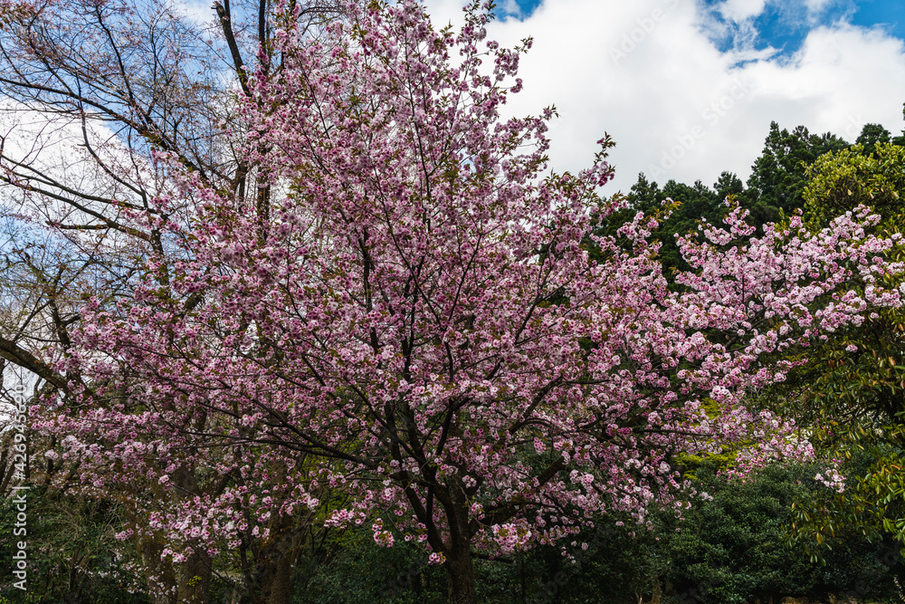 林業試験場樹木公園の八重紫桜