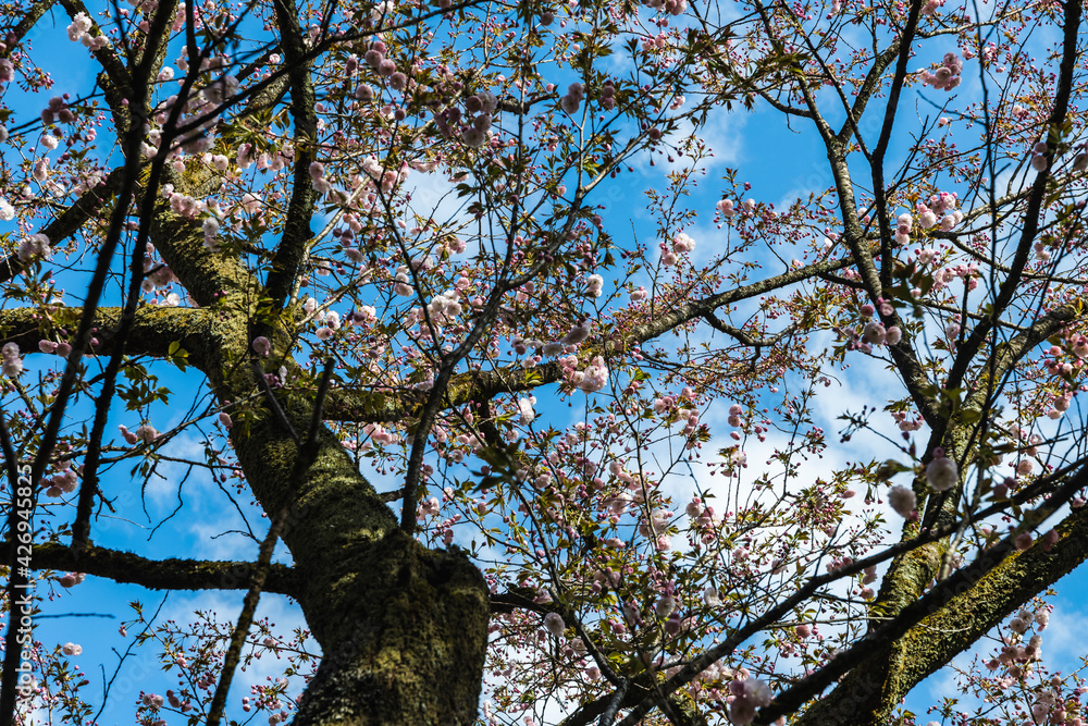 林業試験場樹木公園の一葉 イチヨウ 桜 林業試験場樹木公園の一葉 イチヨウ 桜