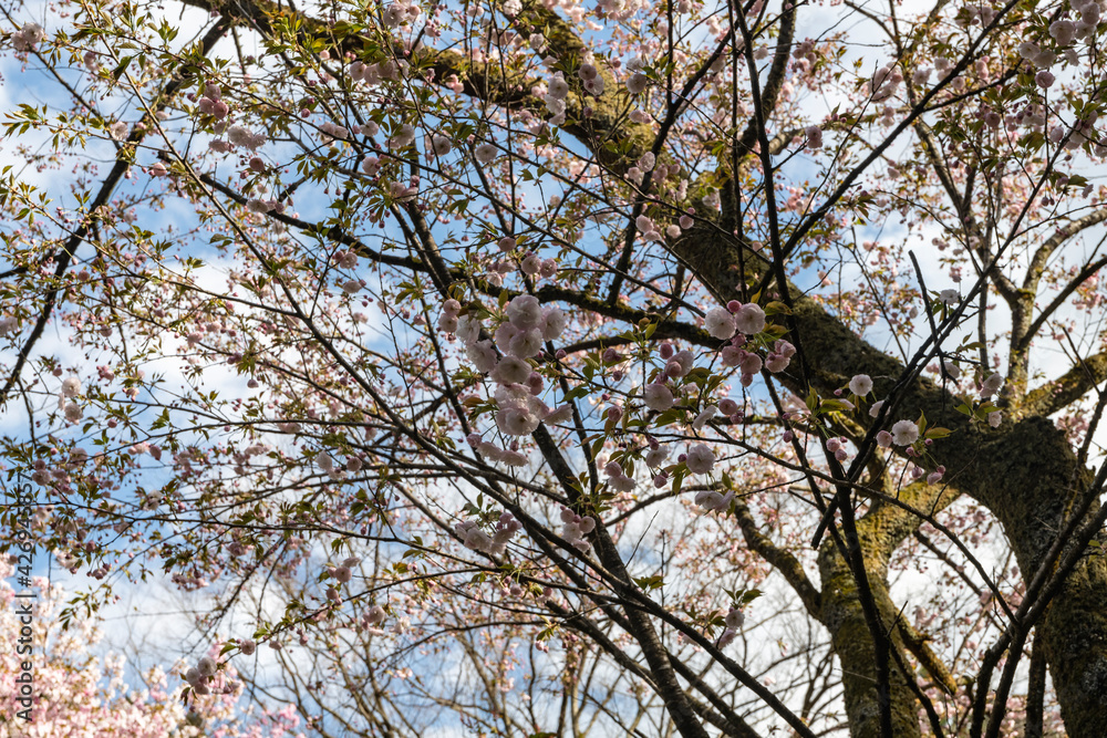 林業試験場樹木公園の一葉 イチヨウ 桜 林業試験場樹木公園の一葉 イチヨウ 桜