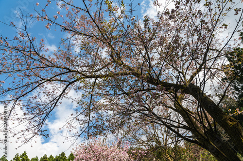 林業試験場樹木公園の一葉　イチヨウ　桜 photo