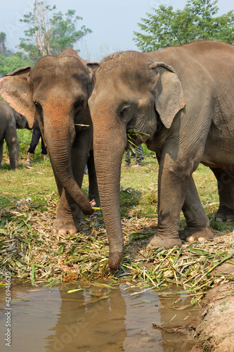 Photography Asian elephants at water