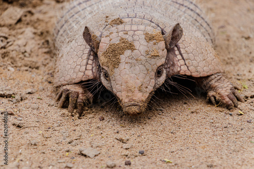 Brazilian armadillo on land in the hinterland of Bahia