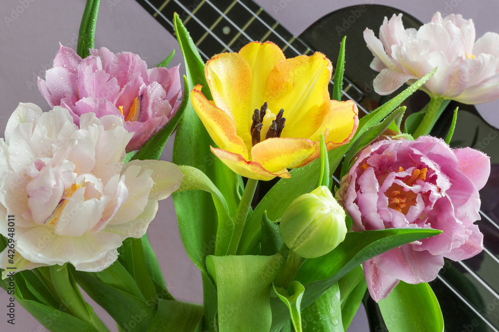 A bouquet of beautiful tulips on a lilac background and a fragment of a musical instrument ukulele.