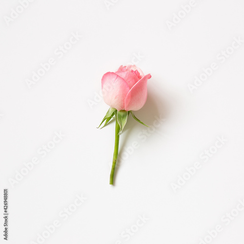 Pink rose flower on white background. top view, copy space