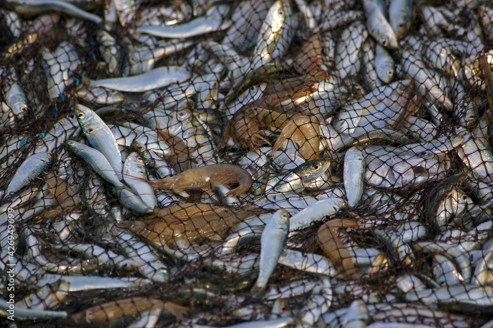 Langoustine and sardines in fishing net