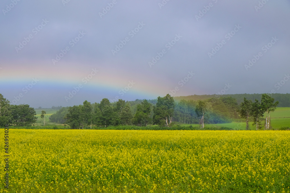Obraz premium 音威子府村 虹と菜の花畑