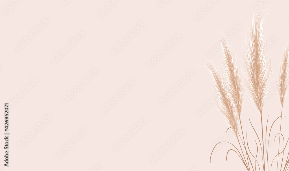 Dried natural pampas grass on beige background. Floral ornament elements in boho style. Vector illustration of cortaderia selloana. New trendy home decor. Flat lay, copy space, top view.