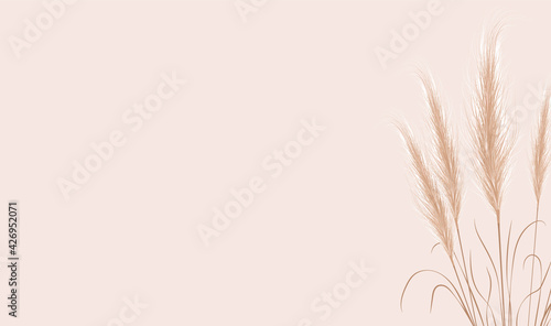 Dried natural pampas grass on beige background. Floral ornament elements in boho style. Vector illustration of cortaderia selloana. New trendy home decor. Flat lay, copy space, top view.