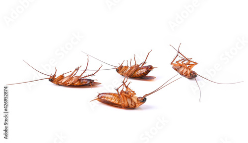 Dead cockroach isolated on white background.