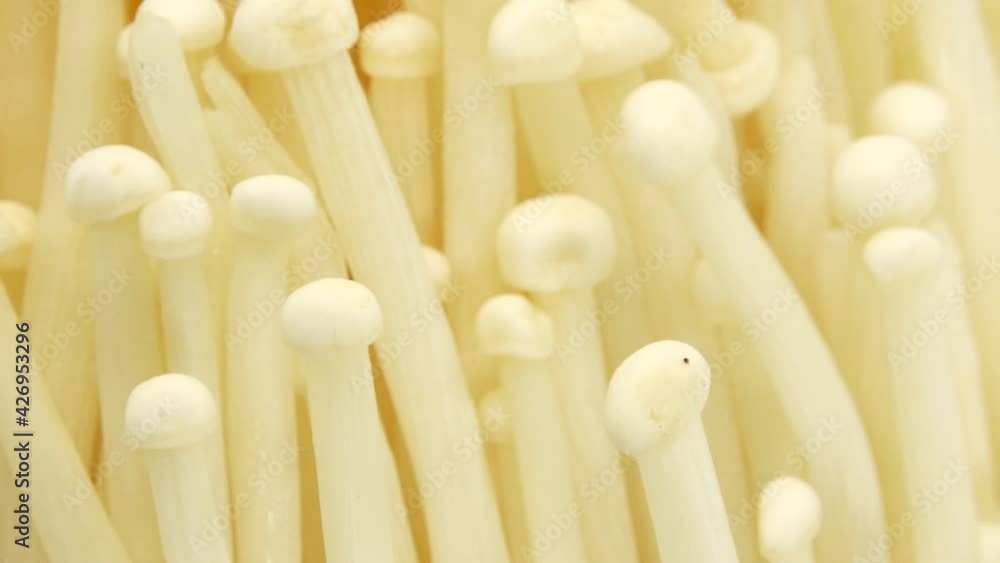 Organic enoki mushroom closeup food shot closeup rotating isolated on white background 4K camera Organic enoki mushroom closeup food shot closeup rotating isolated on white background 4K camera