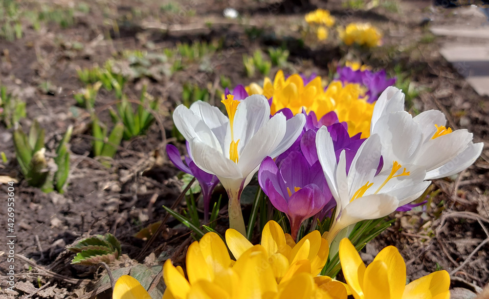 yellow, white and purple crocuses are blooming in the garden. early spring flowers. sunny weather. copy space, place for text. yellow, white and purple crocuses are blooming in the garden. early spring flowers. sunny weather. copy space, place for text.
